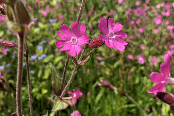 Le compagnon rouge (Silene dioica) est une fleur attractive pour les papillons de nuit © Nicolas Macaire / LPO